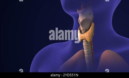 Medical concept of Thyroid gland cancer Stock Photo