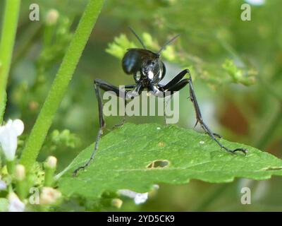 Gold-marked Thread-waisted Wasp (Eremnophila aureonotata) Stock Photo