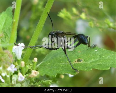 Gold-marked Thread-waisted Wasp (Eremnophila aureonotata) Stock Photo