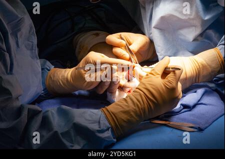 A surgical procedure in progress, with a surgeon and assistants working together to perform the operation. Stock Photo