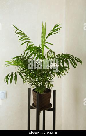 Metal stand with plant chamedorea, home decoration. Top view Stock Photo