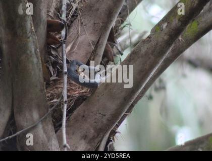 Everglades Racer (Coluber constrictor paludicola). Everglades National ...