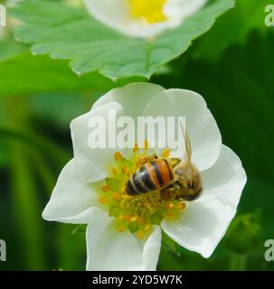 A bee collects nectar from a strawberry flower Stock Photo