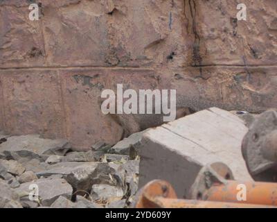 Indian Grey Mongoose (Urva edwardsii) Stock Photo