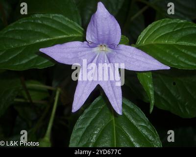 Amethyst flower (Browallia speciosa) Stock Photo