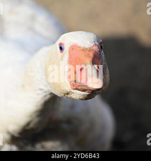 Domestic goose. Funny portrait of an animal on a farm. Stock Photo