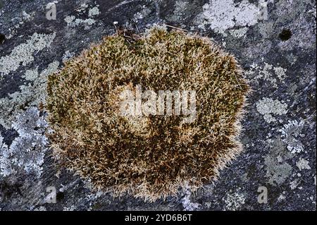 Moss and lichen on granite rock Stock Photo