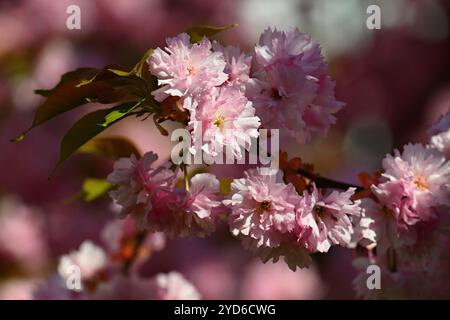 Spring flowers. Beautifully blossoming tree branch. Cherry - Sakura and sun with a natural colored background. Stock Photo