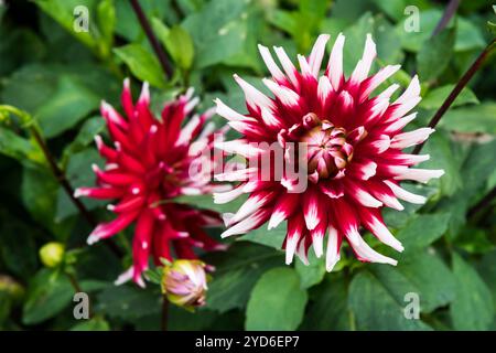 Dahlia 'Pfitzers Joker'. Stock Photo