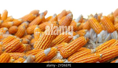 Dry orange ripe sweet corn agricultural background Stock Photo