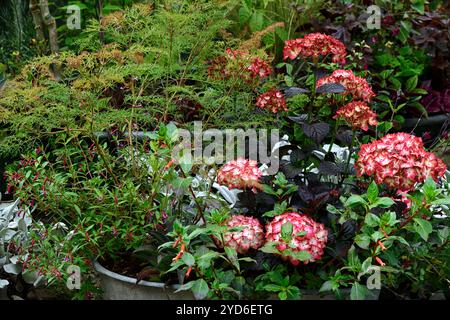 Hydrangea macrophylla Miss Saori,galvanised tub,container gardening,hydrangea in pot,garden,gardens,flower display,creamy white flowers picotee pink e Stock Photo
