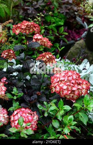 Hydrangea macrophylla Miss Saori,galvanised tub,container gardening,hydrangea in pot,garden,gardens,flower display,creamy white flowers picotee pink e Stock Photo