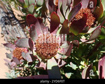 Spicy Conebush (Leucadendron tinctum) Stock Photo