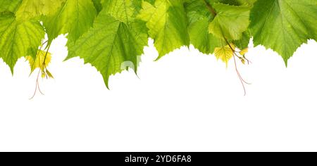Branch of grape vine top on white background Stock Photo