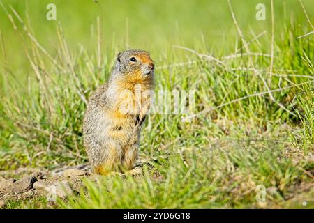 Columbian ground squirrel on sunny day. Stock Photo