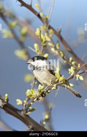 Black capped chickadee portrait. Stock Photo