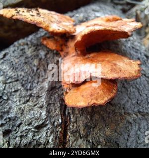 Southern Cinnabar Polypore (Trametes coccinea) Stock Photo