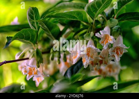 Dipelta yunnanensis,Yunnan Honeysuckle, Boxleaf Honeysuckle,deciduous shrub,.deciduous shrubs,white funnel-shaped flowers,orange flush,flowering shrub Stock Photo