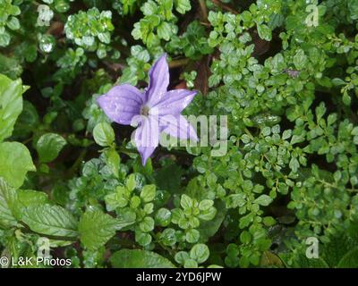 Amethyst flower (Browallia speciosa) Stock Photo