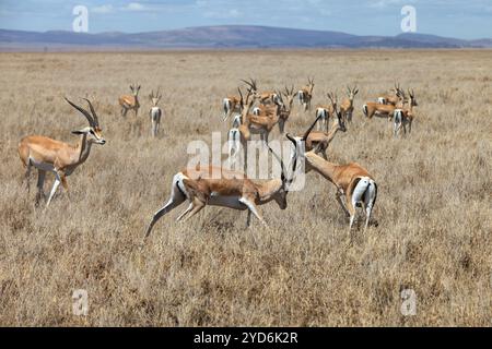 A big herd of Impala antelopes resting in a park in South Africa Stock Photo