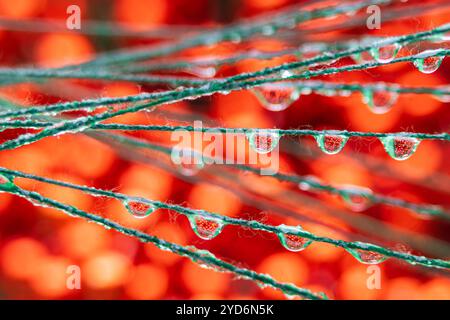 This macro photograph captures water droplets hanging from green pine needles, set against a blurred red and orange background. Stock Photo