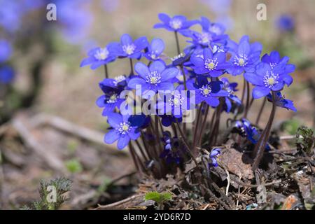 Bright blue Anemone hepatica or Common hepatica or Hepatica nobilis in ...