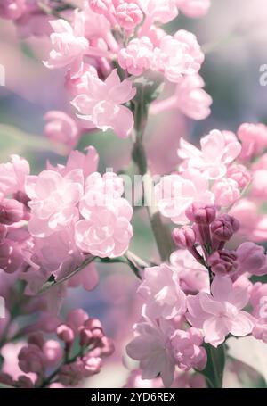 Spring tender pink lilac flowers bush background Stock Photo