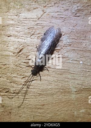 New Zealand dobsonfly (Archichauliodes diversus) Stock Photo