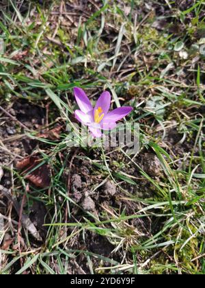 Section Crocus (Crocus Stock Photo - Alamy