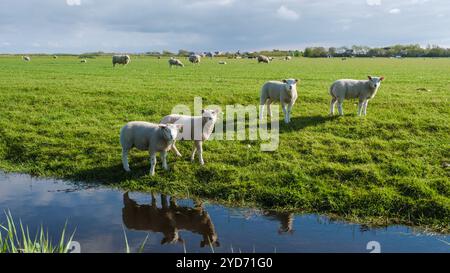 A picturesque scene in Texel, Netherlands, with a group of sheep peacefully grazing in a grassy field next to a tranquil pond Stock Photo