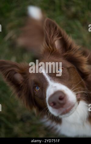 Border Collie looking straight up into the camera Stock Photo