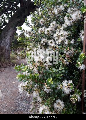 climbing rātā (Metrosideros perforata Stock Photo - Alamy