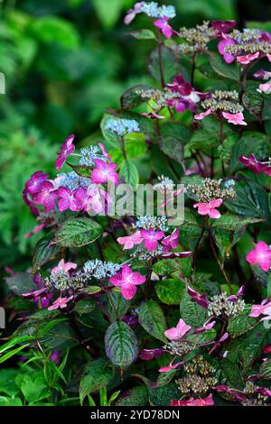pink lacecap hydrangea,pink lacecap flowers,lacecap hydrangea flowers,flowering hydrange,pink flowers,RM Floral Stock Photo
