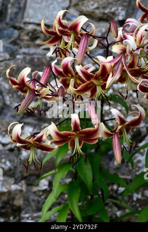 lilium Scheherazade,Orienpet Lily Scheherazade,Oriental-Trumpet hybrid lily,sunset-red flowers,sunset-red flower,flowers,flowering,RM Floral Stock Photo