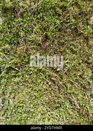 creeping raspwort (Gonocarpus micranthus Stock Photo - Alamy