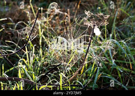 Dew dangling from a spider's web during autumn in the Scottish Borders. The web is backlit by low morning sunshine. Stock Photo