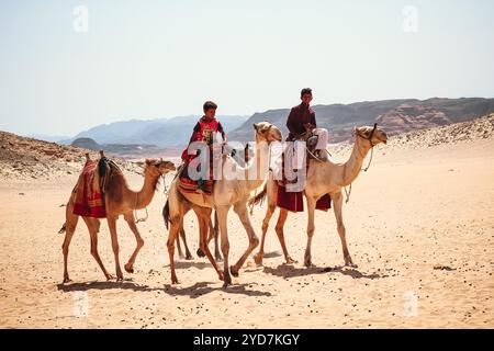 Three Camels walking on the sand in the desert of Egypt Dahab Sinai. On them sit 2 Arab Bedouin boys. Image of the desert and mountains on the Sinai. Stock Photo