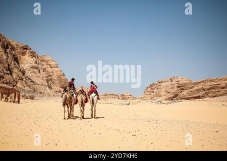 Three Camels close-up rear view walking on the sand in the desert of Egypt Dahab Sinai. On them sit 2 Arab Bedouin boys. Camel rear view Stock Photo