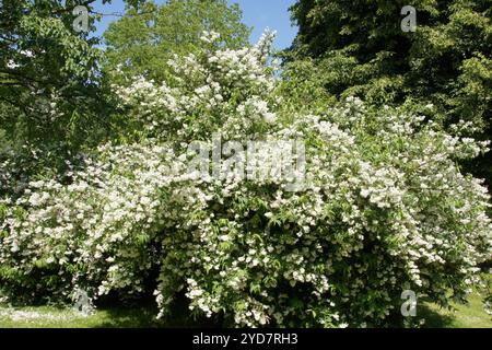 Deutzia crenata, Korean deutzia Stock Photo