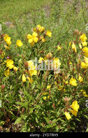 Oenothera fruticosa, narrowleaf evening primrose Stock Photo