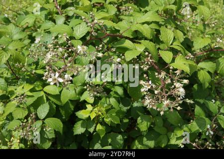Rubus amphistrophos, Blackberry Stock Photo