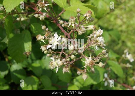 Rubus amphistrophos, Blackberry Stock Photo