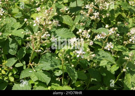Rubus amphistrophos, Blackberry Stock Photo