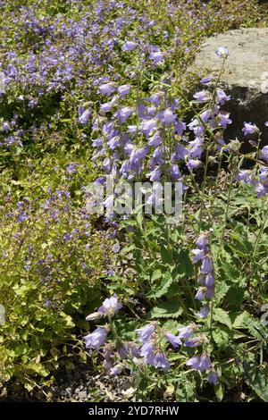 Campanula carpatica,  Carpathian bellflower Stock Photo