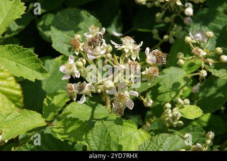 Rubus salisburgensis, Salzburger blackberry Stock Photo