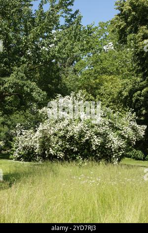 Deutzia crenata, Korean deutzia Stock Photo