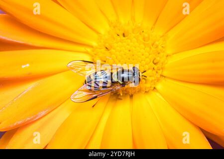 An unidentified wasp-mimic hoverfly feeding at the centre of a large orange flower. Stock Photo