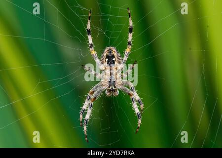 A garden spider waiting patiently in the centre of its orb web. Crook Hall and Gardens, Durham, UK Stock Photo