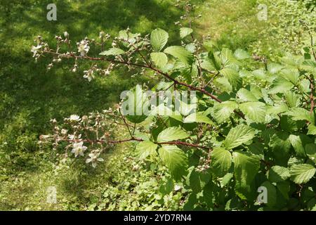 Rubus amphistrophos, Blackberry Stock Photo