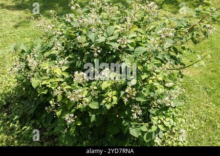 Rubus salisburgensis, Salzburger blackberry Stock Photo